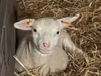 Widder, Ile-de-France sheep — Foto 3