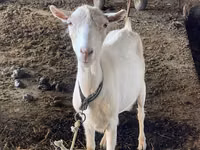 Ziege, Dutch Landrace goats — Foto 7