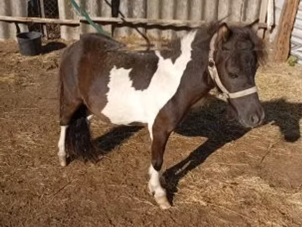 Конь, Фалабелла