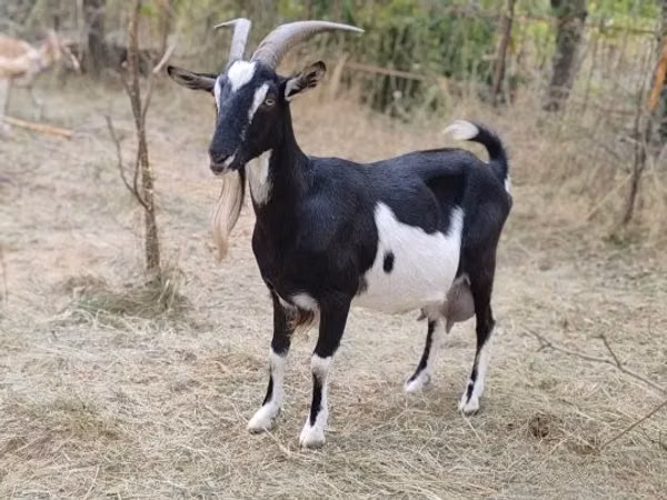 Ziege, Toggenburg goat
