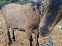 Goat, Alpine goat — photo 3