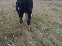 सांड, Russian Black pied cattle — फ़ोटो 3