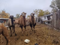 Camels (batch, sex not specified), Nar-Maya camel — photo 1