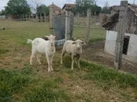 Carnero, Merino sheep — foto 1