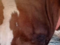 Toro, Simmental cattle — foto 3
