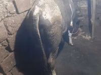 Bull, Red-spotted breed — photo 2