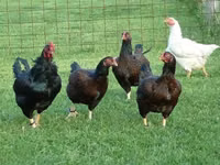 Chickens — الصورة 1