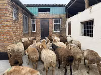 كبش, Rhon sheep — الصورة 4