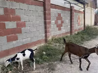 Cabra, Nubian Goat — foto 5