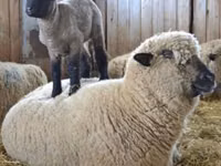 Widder, Hampshire sheep — Foto 5
