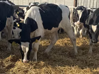Bulle, Russian Black pied cattle — Foto 5