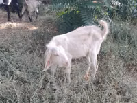 Cabra, Nubian Goat — foto 7