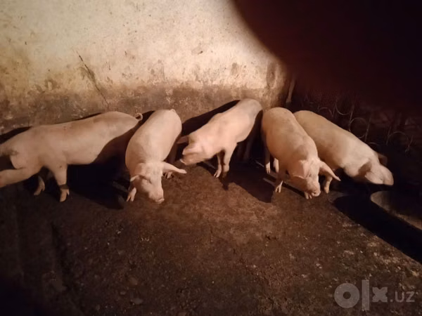 Schweine (Partie, Geschlecht nicht angegeben), 