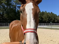Horse (M), Belgian Draught — photo 3