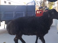 Ram, Sheep — photo 2