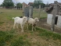 Widder, Merino sheep — Foto 3