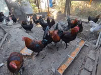 ماران — الصورة 3