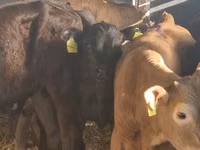 Rinder (Partie, Geschlecht nicht angegeben), Simmental cattle — Foto 3