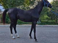 حصان, Akhal-Teke — الصورة 5