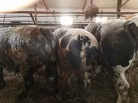 Cattle (batch, sex not specified), Simmental cattle — photo 1