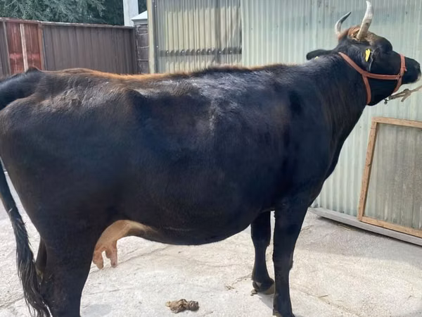 Kuh, Holstein-Rasse