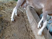 عنزة, LaMancha goats — الصورة 4