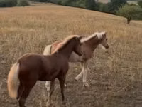 Mare, Haflinger — photo 2