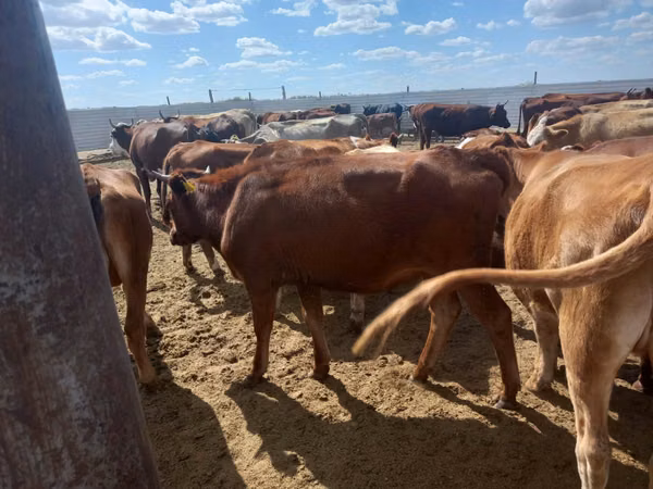Cow, Red Steppe Cow