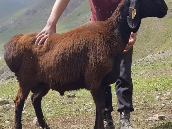 Widder, Blackheaded Persian sheep
