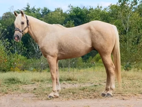 Horse (M), Quarter Horse