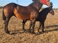 घोड़ा, Percheron — फ़ोटो 6