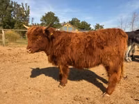 بقرة, Highland — الصورة 4