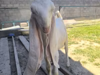 Ziegenbock, Gulabi goats — Foto 4