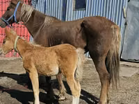 Yegua, Altai horse — foto 1