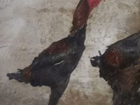 Gallo de pelea de fosa australiano — foto 1