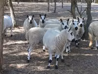 मेढ़ा, Cerry Hill sheep — फ़ोटो 1