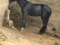 Horses (batch, sex not specified), Horses — photo 5