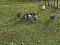 Turkeys — foto 5