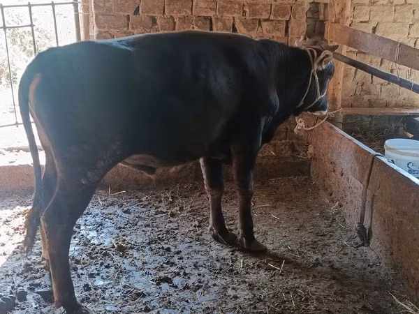 ثور, الماشية