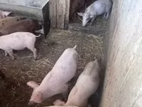 Cerdos (lote, sexo no especificado) — foto 1