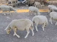 Widder, Ile-de-France sheep — Foto 3