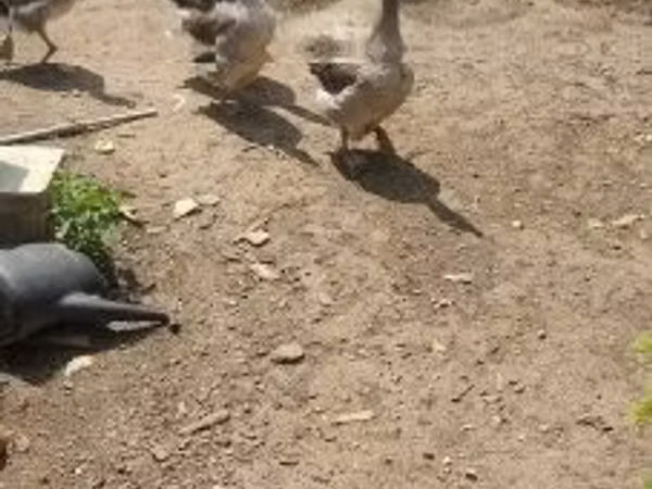 Graue und graugescheckte dänische Gans