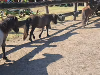 Mare, Shetland Pony — photo 4