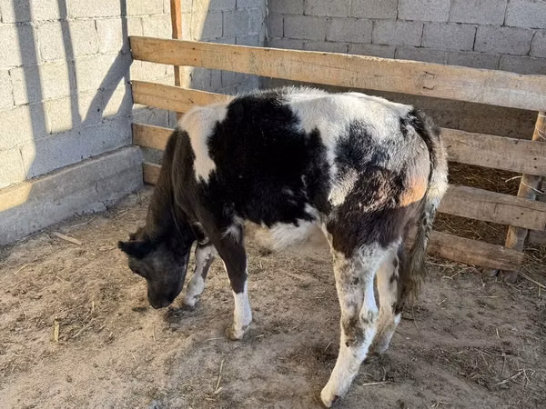 Toro, Azul Belga