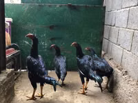 Gallinas Shamo — foto 1