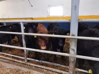 Bulle, Aberdeen-Angus — Foto 4