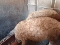 خنزير ذكر — الصورة 2