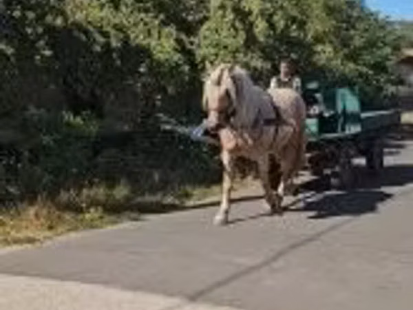 घोड़ी, घोड़े