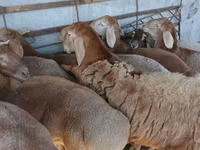 Ram, Arashan sheep — photo 6