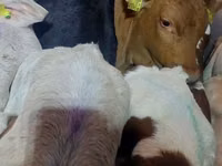 ثور, Simmental cattle — الصورة 1